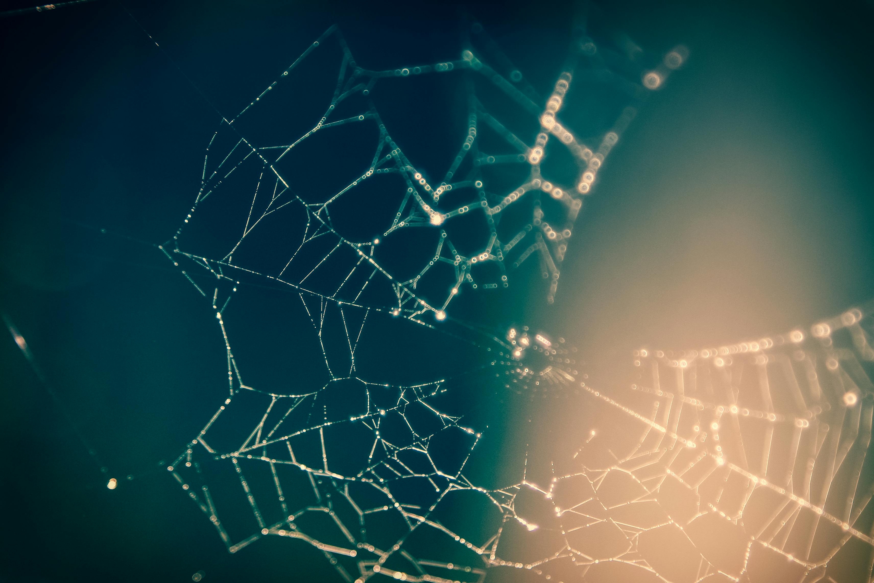 Network